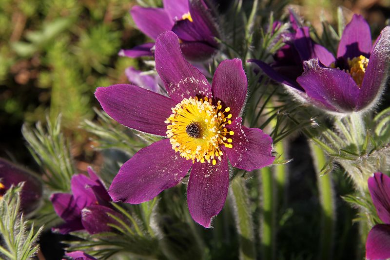 File:Pulsatilla Marki 3.JPG