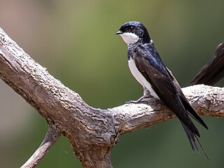 <span class="mw-page-title-main">Black-collared swallow</span> Species of bird