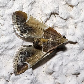 Pyralis farinalis