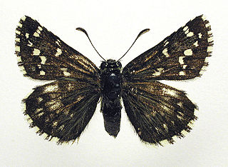 Northern grizzled skipper Species of skipper butterfly genus Pyrgus