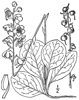 <i>Pyrola americana</i>