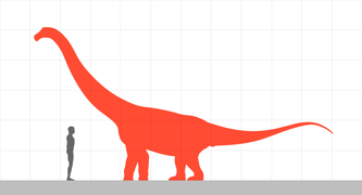 Quaesitosaurus size comparison