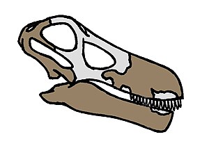Quaesitosaurus skull.JPG