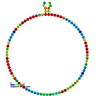 <span class="mw-page-title-main">Small nucleolar RNA SNORD29</span>