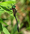 Racket-tailed Emerald, male.jpg