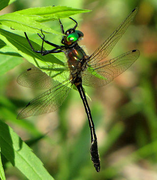 <i>Dorocordulia libera</i> Species of dragonfly