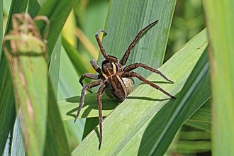 Female raft spider carrying egg sack Raft spider (Dolomedes fimbriatus) female.jpg