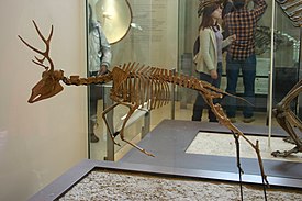 Ramoceros osborni, скелет