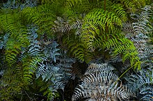 Bracken fern, Pteridium esculentum, Rangitoto Island