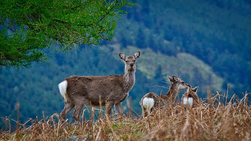 File:Red-Sika Deer on Camaderry.jpg