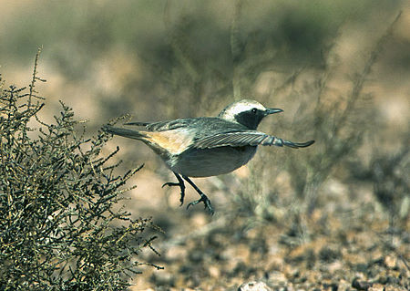 Red-rumped Wheatear - Boumelne - Maroc 07 3037 (19220647799).jpg