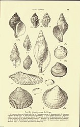 Fossils from the Red Crag. From Chatwin (1954).[10]