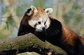 Red Panda (16571804229).jpg