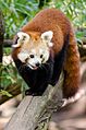 Red Panda (20681369723).jpg