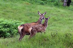 Hind with juvenile in Great Glen in Scotland