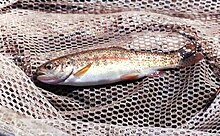 Redband Trout Boise NF.jpg