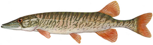 Redfin pickerel (Duane Raver).png