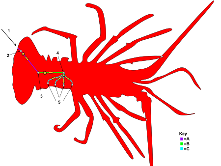 ไฟล์:Reflex arc of decapod including LG interneuron (1).svg