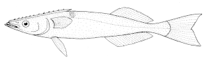 Remora brachyptera (Spearfish remora).gif