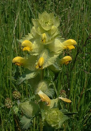 <i>Rhinanthus alectorolophus</i> Species of flowering plants in the broomrape family