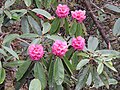 Rhododendron hodgsonii, Shingba RS AJTJ DSCN6754.jpg