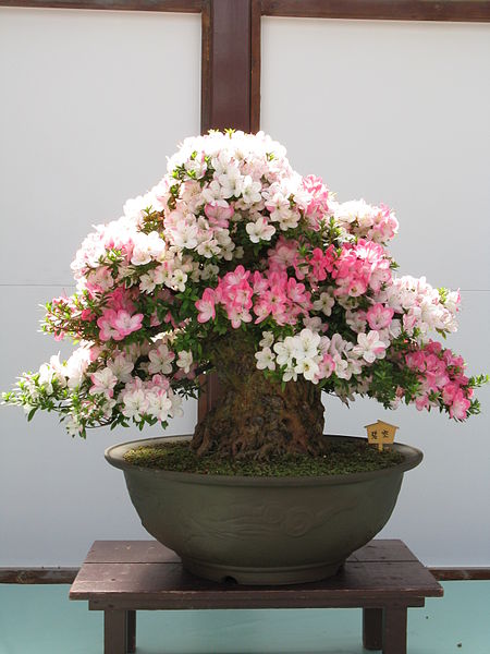 File:Rhododendron indicum Bonsai.jpg