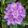 * Nomination Rhododendron ponticum. Inflorescence. --Agnes Monkelbaan 15:22, 22 June 2018 (UTC) * Promotion Good quality -- Spurzem 15:51, 22 June 2018 (UTC)