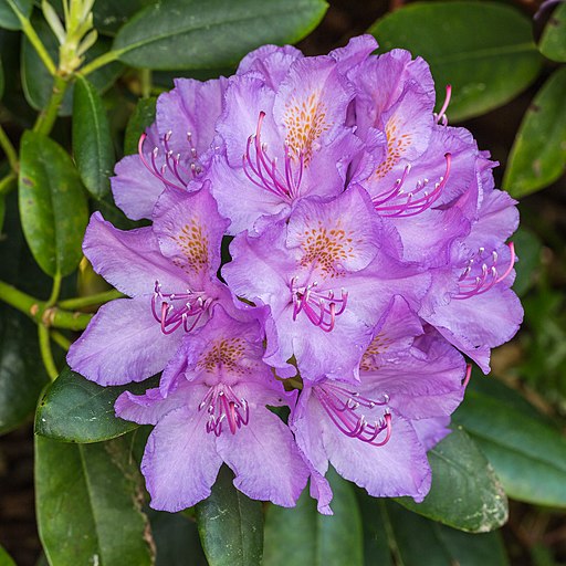 Rhododendron ponticum actm 04