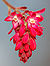 Ribes sanguineum blossom (aka) .jpg