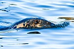 Thumbnail for File:Ringed Seal At Korkeasaari Zoo.jpg