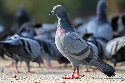 Merpati batu, Columba livia, di Bangalore, India