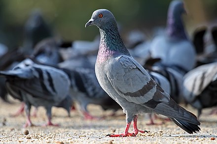 Rock doves, also known as pigeons: feral animals which nonetheless live in close proximity to humans