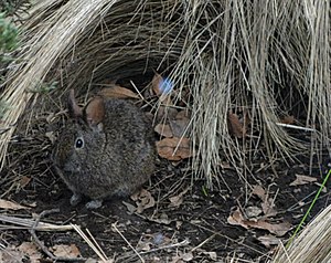 Romerolagus diazi - Zoológico de Chapultepec, Ciudad de México - Cropped.jpg