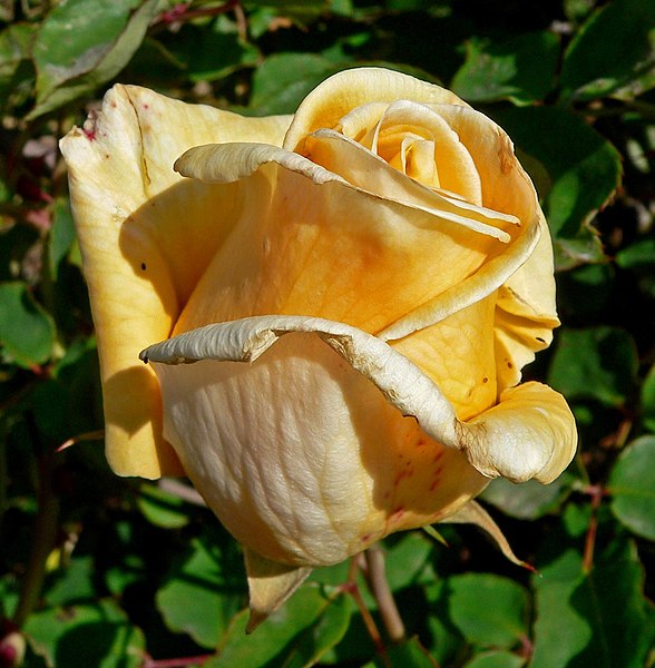 File:Rosa Golden Ophelia 1.jpg