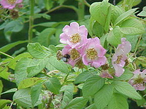 Beschrijving van de afbeelding Rosa macrophylla0.jpg.