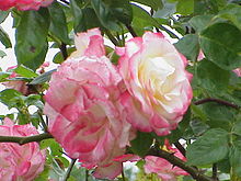 Rosa 'Handel', 1975 Rosa sp.136.jpg