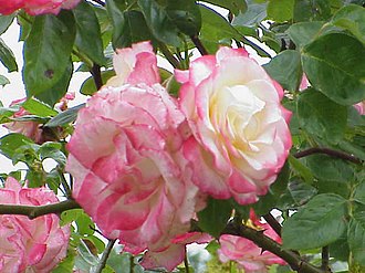 'Handel' 1960 Rosa sp.136.jpg