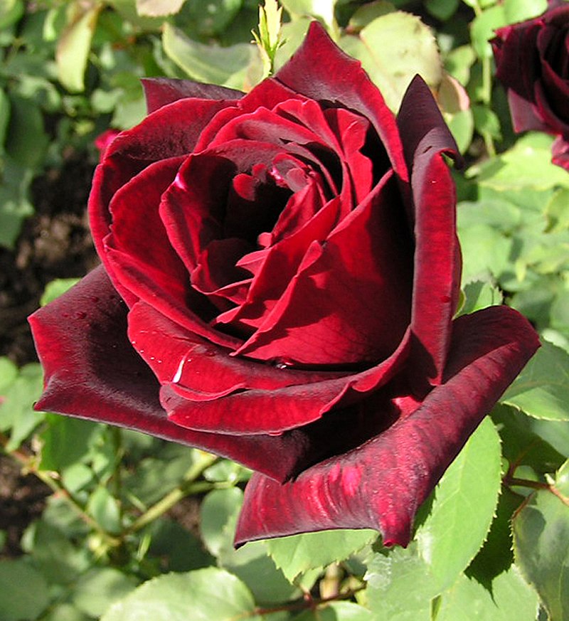 Rose (fleur) — Wikipedia