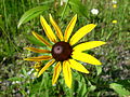 Rudbeckia hirta Black-eyed susan