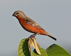 Ruddy-breasted Seedeater.jpg