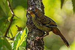 Rufous-chinned Laughingthrush - Bajoon, Uttarakhand, India (14979940648).jpg