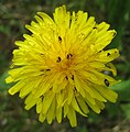 Blüte mit kleinen Käfern