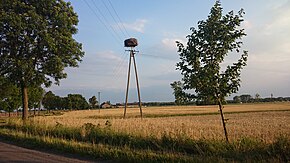 Sławęcin w gminie Bieżuń - bocianie gniazdo.jpg