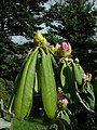 Rhododendron sutchuenense - Botanischer Garten Leipzig