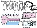 Miniatura para Motilidad gastrointestinal