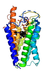 SRD5A2 Steroid-5α-reductase 2 PDB=7bw1.png