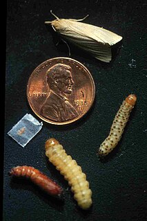 Southwestern corn borer southwestern corn borer, a maize eating moth and caterpillar