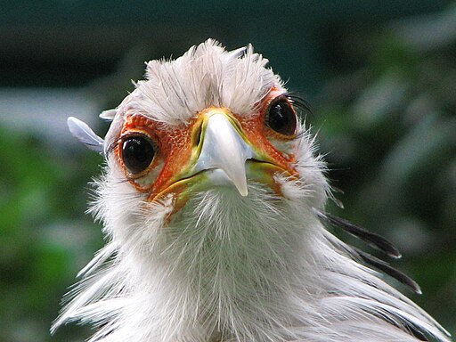 Sagittarius-serpentarius-secretary-bird-0b