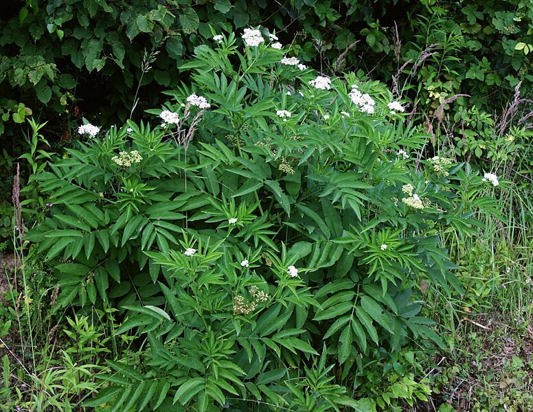 File:Sambucus ebulus 2.jpg