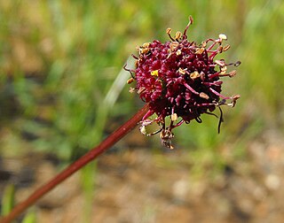 <i>Sanicula bipinnatifida</i>